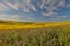 USA- Washington State- Palouse Art Print